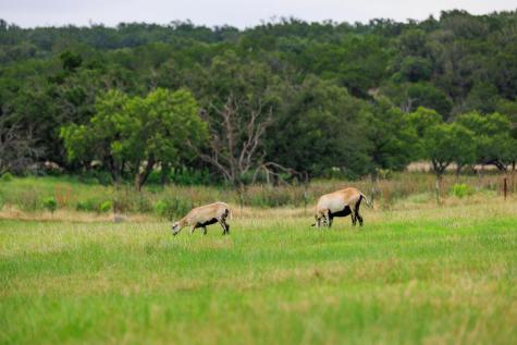 4420 Ranch Road 648 Doss TX 78618