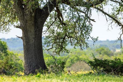 1820 Pressler-henke Road Fredericksburg TX 78624