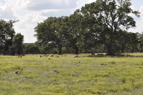 18043 Fm 479 Harper TX 78631