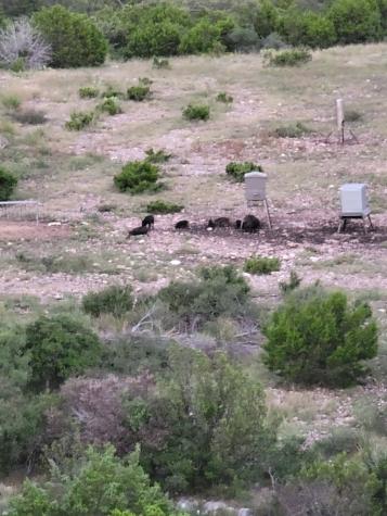 Rocksprings TX 78880