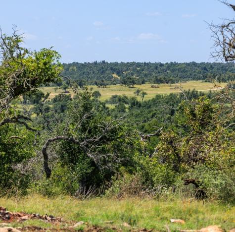 2656 Meier Road Fredericksburg TX 78624