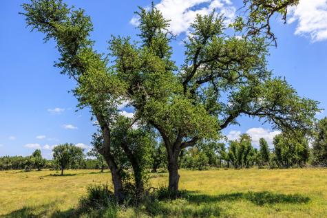 2656 Meier Road Fredericksburg TX 78624
