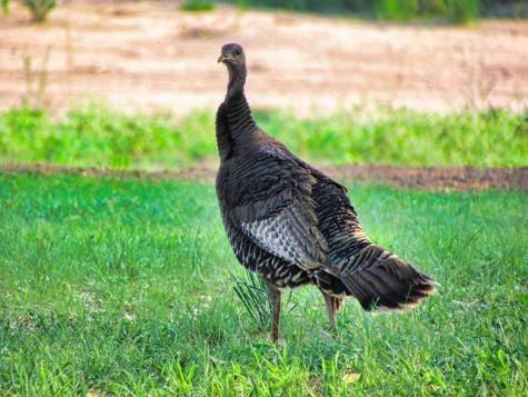 0 Settemeyer Road Mason TX 76856