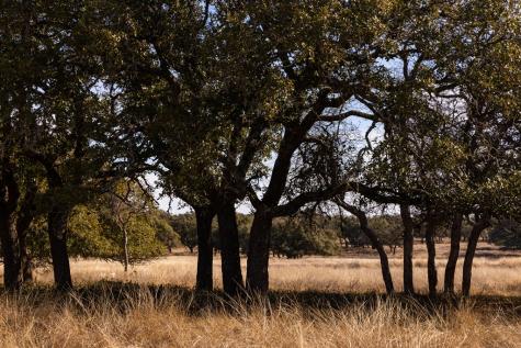 Lot 15 Legacy Oaks Drive Harper TX 78631