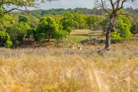 862 Grape Creek Road Fredericksburg TX 78624