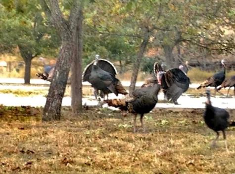 2581 Patterson Creek Road Leakey TX 78873