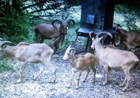 2581 Patterson Creek Road Leakey TX 78873