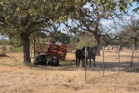 Mason TX 76842