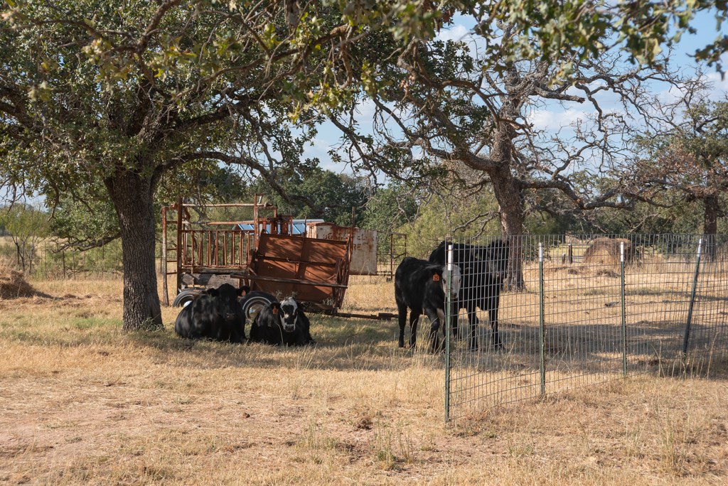 Mason TX 76842