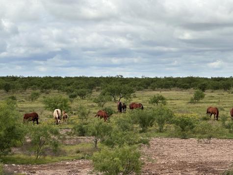 Tbd County Road 408 Eldorado TX 76936