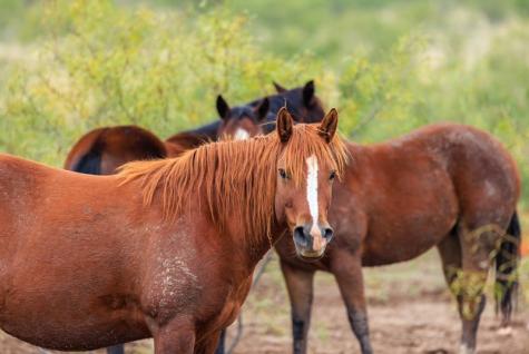Tbd County Road 408 Eldorado TX 76936