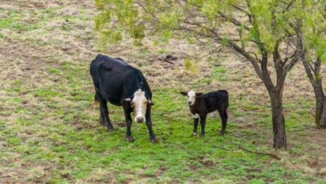 Tbd County Road 408 Eldorado TX 76936