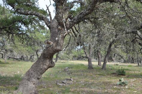 17987 Fm 479 Harper TX 78631