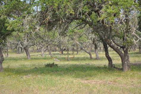 17987 Fm 479 Harper TX 78631
