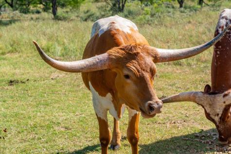 7484 County Road 409 Valley Springs TX 76885