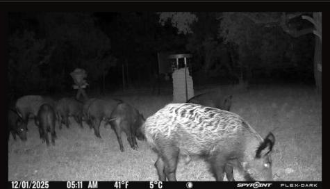 180 Bee Hive Road Hunt TX 78024