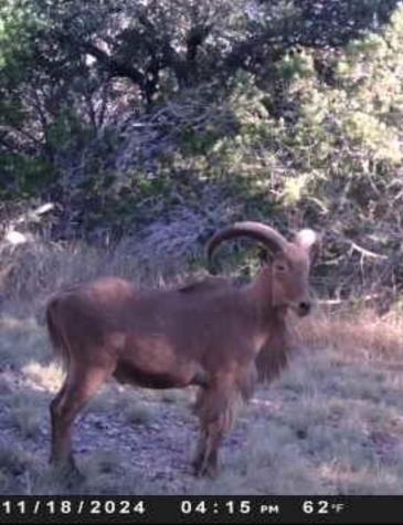 180 Bee Hive Road Hunt TX 78024
