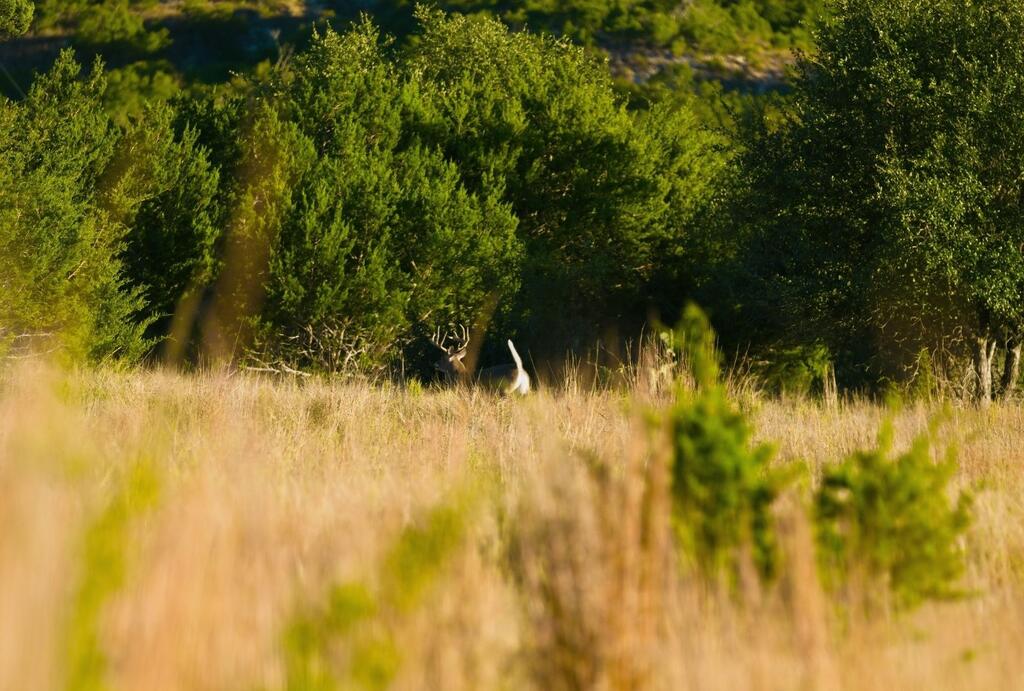 Dripping Springs TX 78620