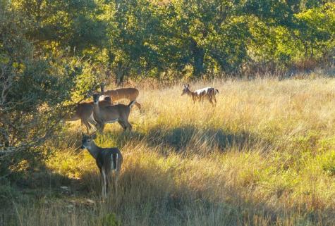 Dripping Springs TX 78620