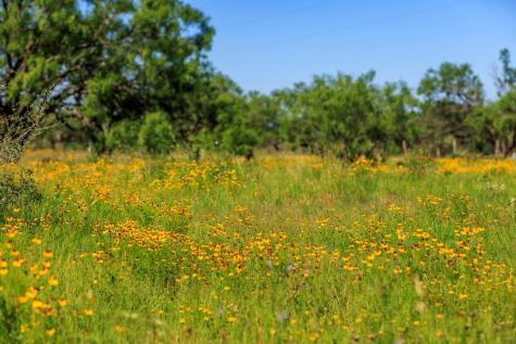 3610 Welgehausen Road Fredericksburg TX 78624