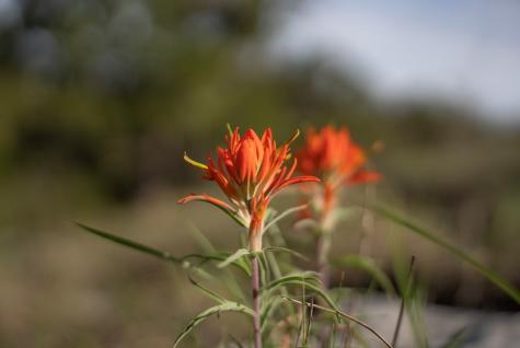 Tbd Bell Springs Road Dripping Springs TX 78620