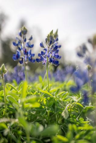 Tbd Bell Springs Road Dripping Springs TX 78620