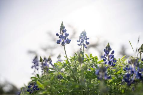 Tbd Bell Springs Road Dripping Springs TX 78620
