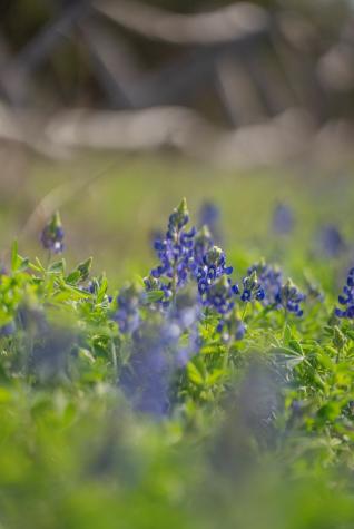 Tbd Bell Springs Road Dripping Springs TX 78620