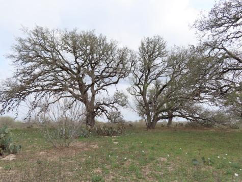 678 Tank Hollow Poteet TX 78065