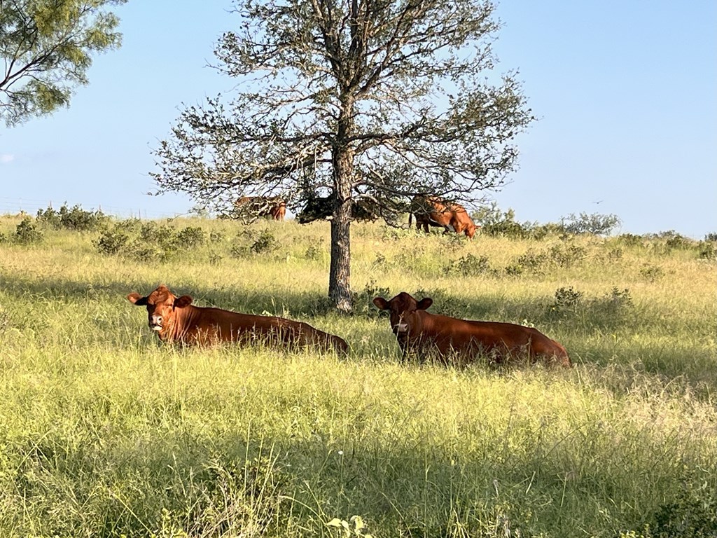 300 Private Road 626 Voca TX 76887