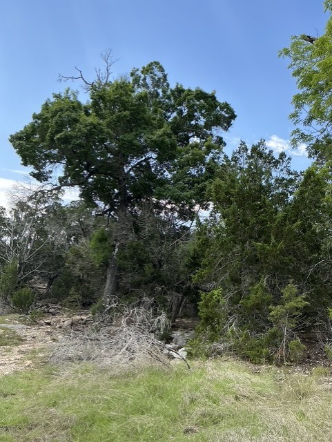 Hunt TX 78024