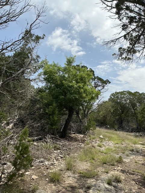Hunt TX 78024