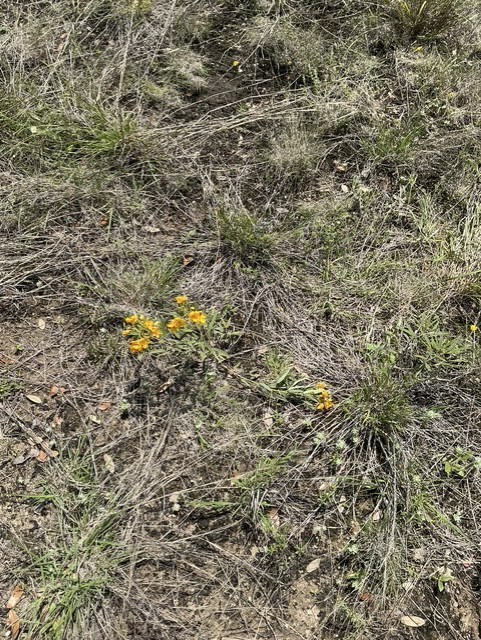 Hunt TX 78024