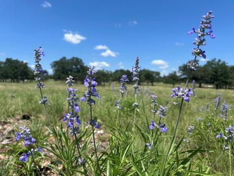 8812 Old Harper Road Fredericksburg TX 78624