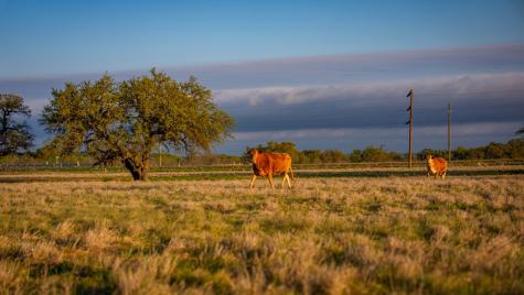 348 Blau Lane Menard TX 76848