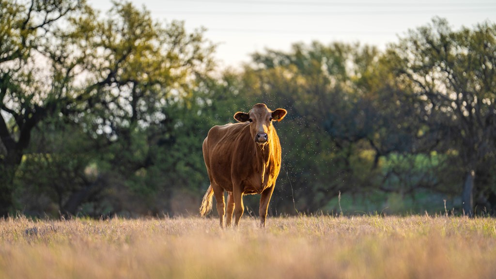348 Blau Lane Menard TX 76848