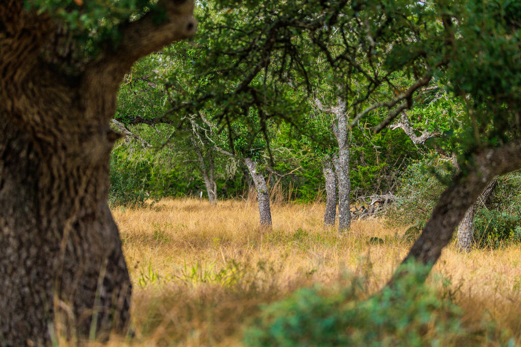 Tract 6 Palomino Oaks Drive Harper TX 78631
