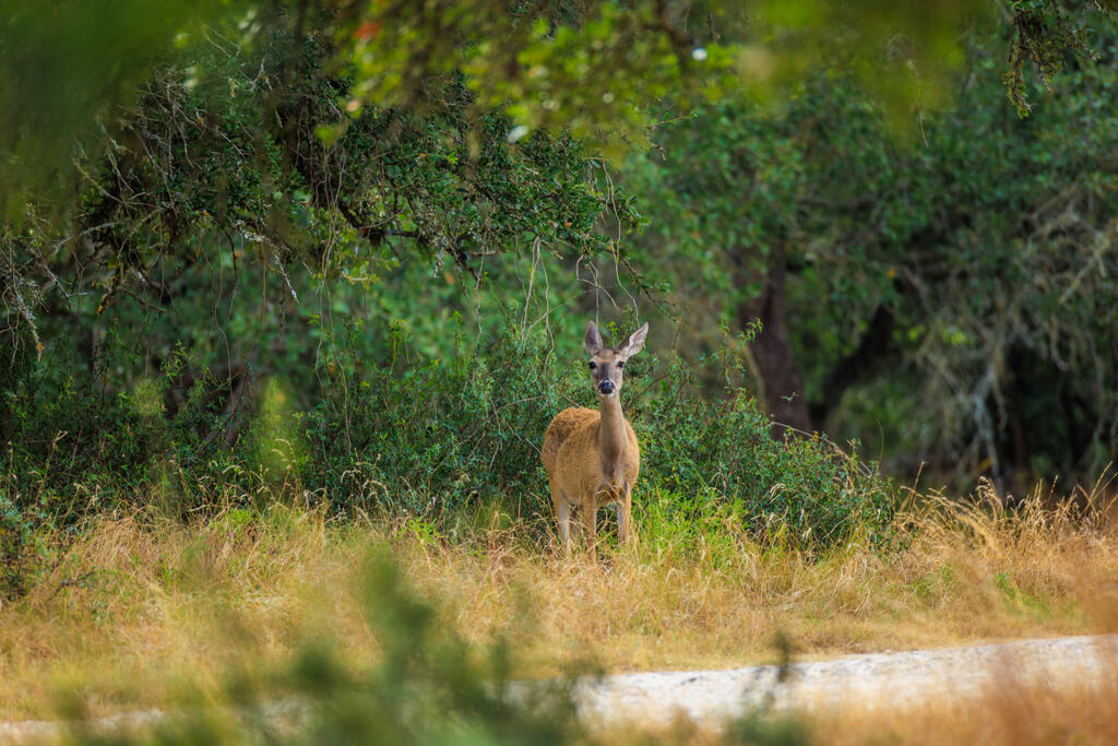 Tract 6 Palomino Oaks Drive Harper TX 78631