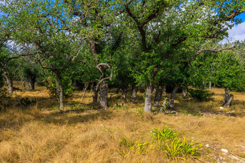 Tract 6 Palomino Oaks Drive Harper TX 78631