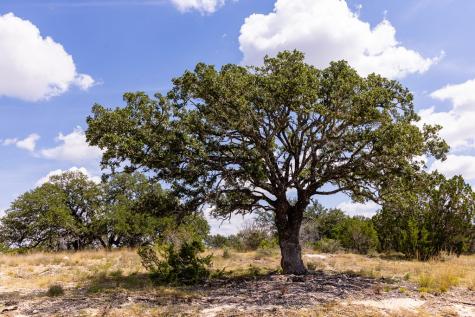 381 Dark Sky Path Kerrville TX 78028