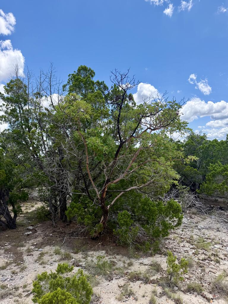 LT152 W Bear Springs Road Pipe Creek TX 78063