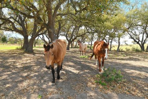 343 Cattle Creek Johnson City TX 78636