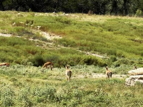 00 Cool Creek Road Camp Verde TX 78010