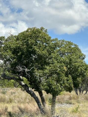 00 Cool Creek Road Camp Verde TX 78010