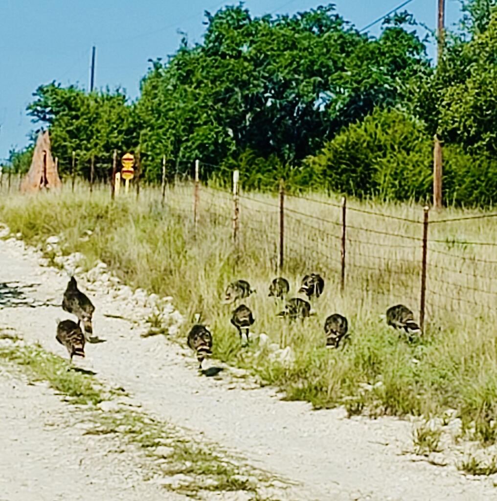 1031 Shin Oak Junction TX 76854