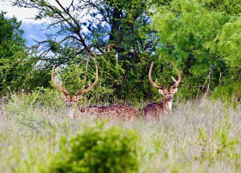 1031 Shin Oak Junction TX 76854