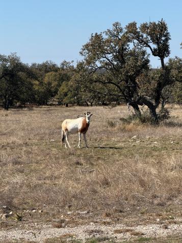 84 Stock Pond Drive Harper TX 78631