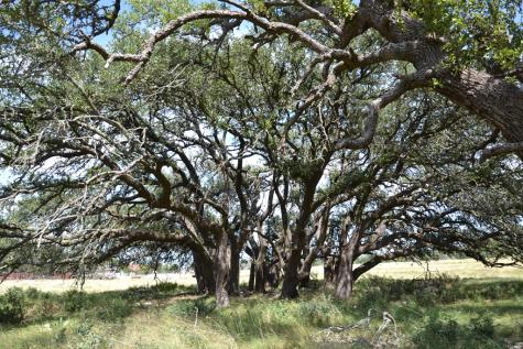 1152 Duderstadt Road Harper TX 78631