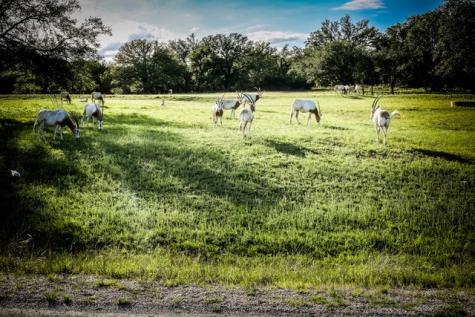 Lot 116 Majestic Hills Drive Blanco TX 78606