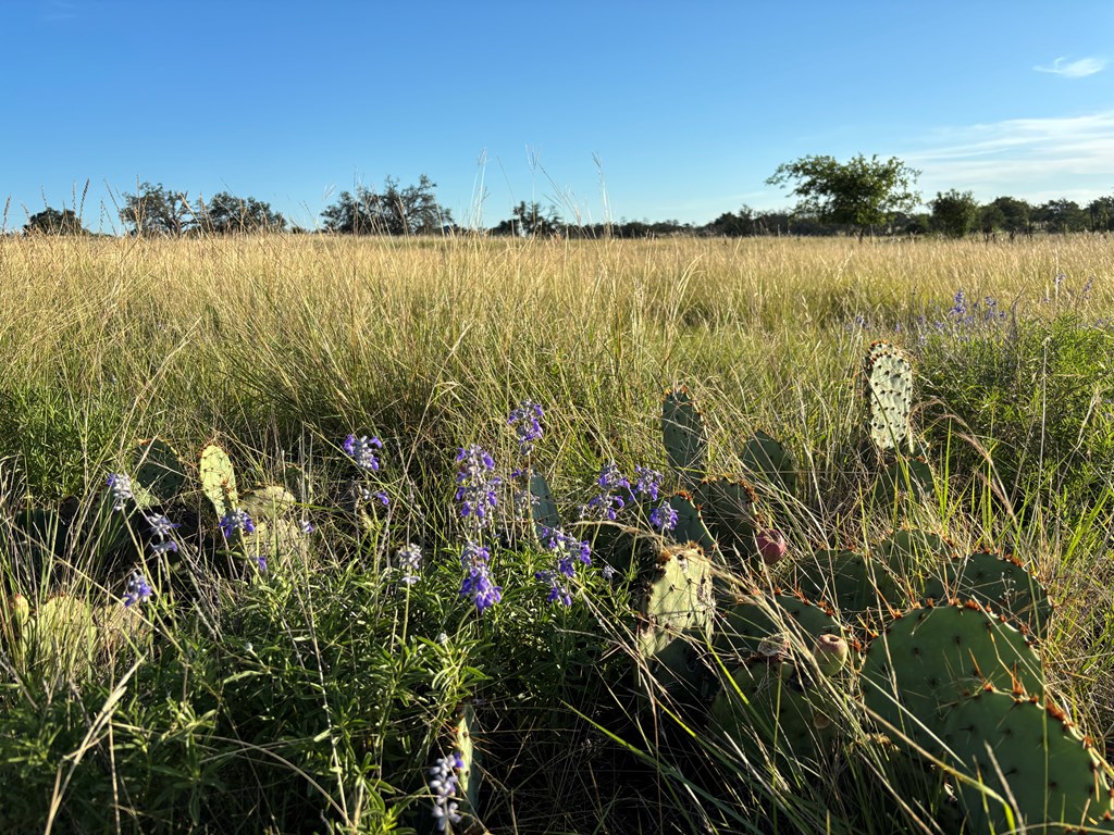 183 Lipan Loop Harper TX 78631